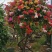红花紫花多色花三角梅全国大型种植基地福建精品造型三角梅