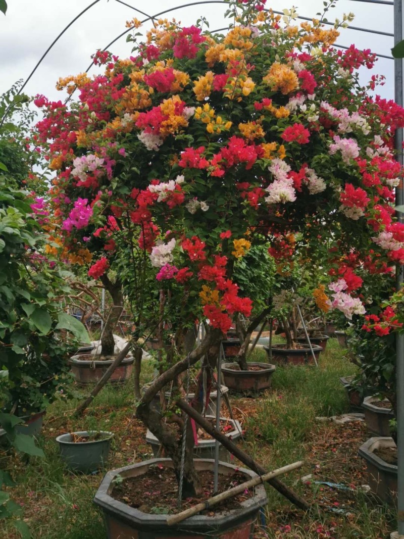 红花紫花多色花三角梅全国大型种植基地福建精品造型三角梅