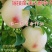 【有好货】美人醉李子苗全新品种挂果多南北方种植高成活率