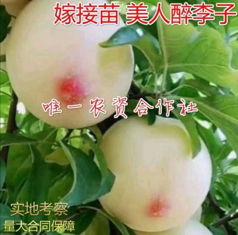 【有好货】美人醉李子苗全新品种挂果多南北方种植高成活率