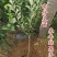 【有好货】美人醉李子苗全新品种挂果多南北方种植高成活率