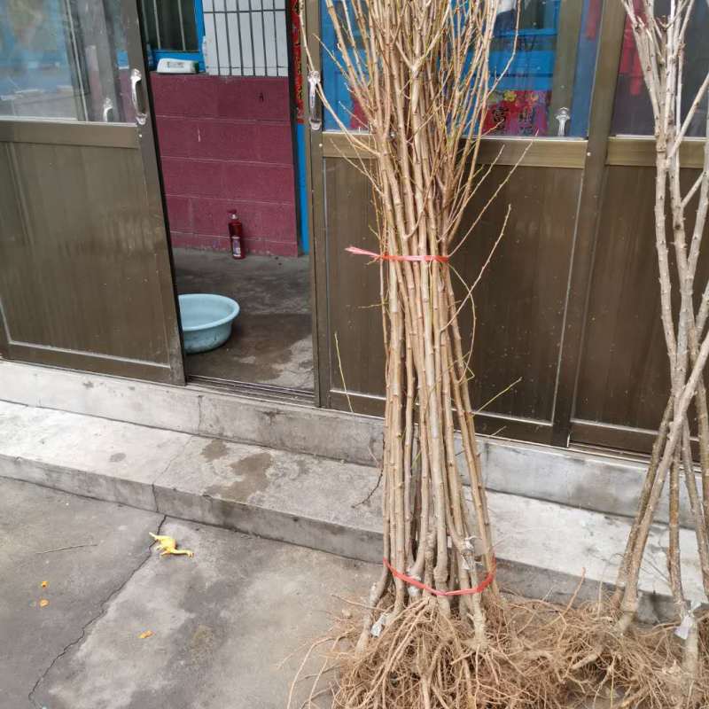 优质黄金奈李子苗嫁接苗包品种基地直销