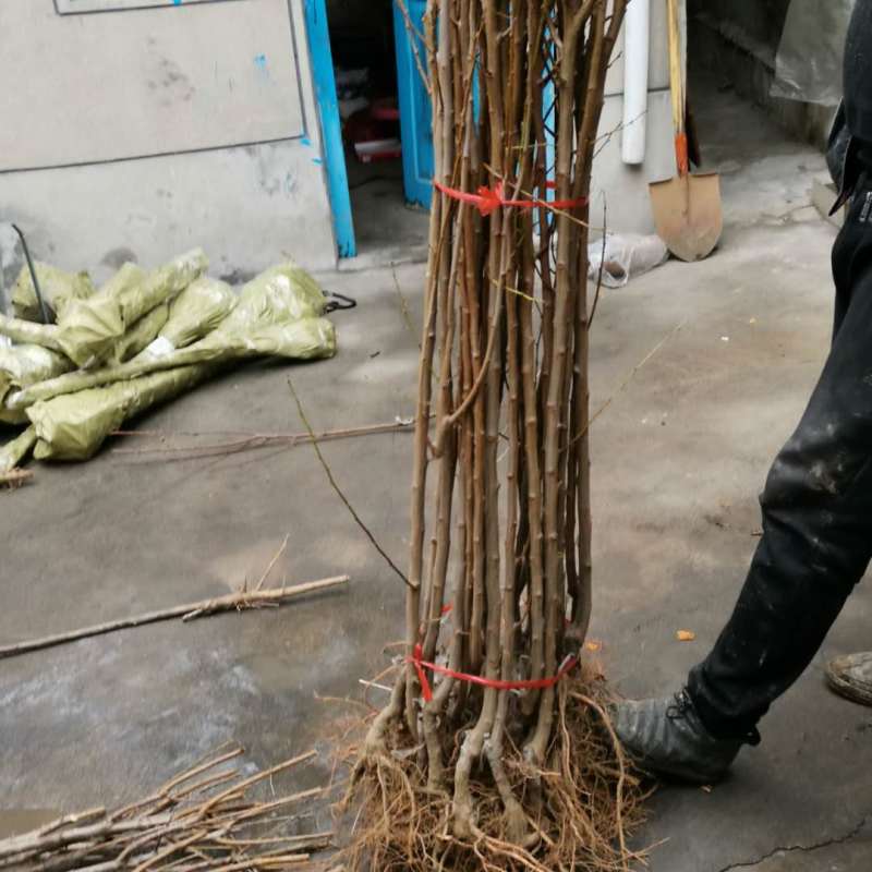 优质黄金奈李子苗嫁接苗包品种基地直销