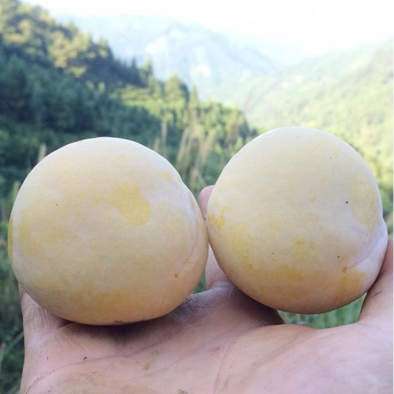 优质黄金奈李子苗嫁接苗包品种基地直销