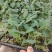 65天松花菜苗有机菜花苗青梗松花菜苗