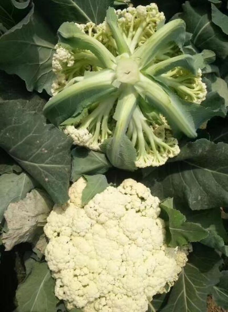 有机散花菜苗早熟菜花苗露地种耐热花菜苗