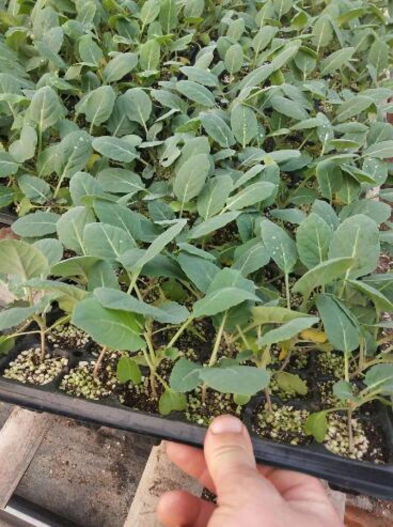 有机散花菜苗早熟菜花苗露地种耐热花菜苗