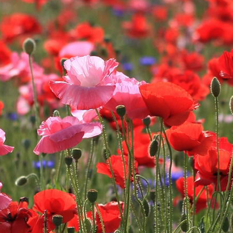 冰岛虞美人种子宿根多年生混色花种子亩用量3-4斤