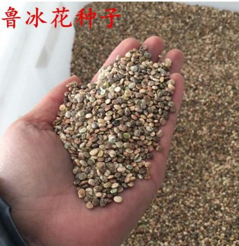 鲁冰花种子春秋播羽扇豆种子耐寒多年生花种子亩用量3斤