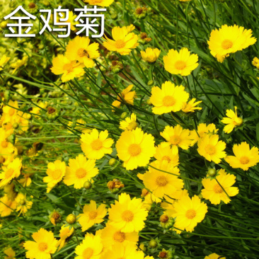 大花金鸡菊种子多年生宿根纯黄色菊花种籽四季播种亩用量5斤