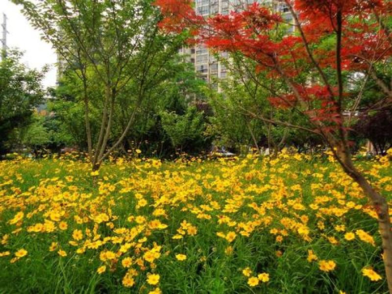 大花金鸡菊种子多年生宿根纯黄色菊花种籽四季播种亩用量5斤