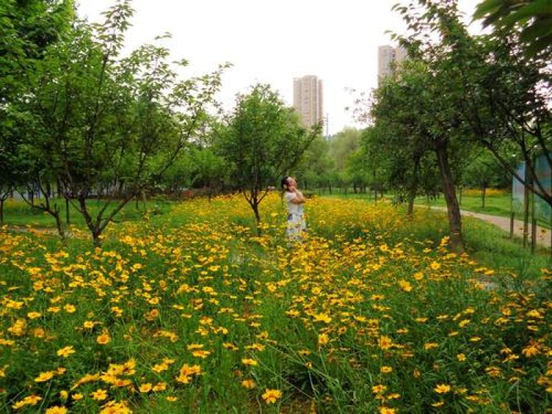 大花金鸡菊种子多年生宿根纯黄色菊花种籽四季播种亩用量5斤