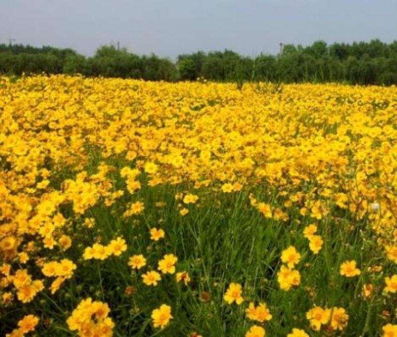 大花金鸡菊种子多年生宿根纯黄色菊花种籽四季播种亩用量5斤