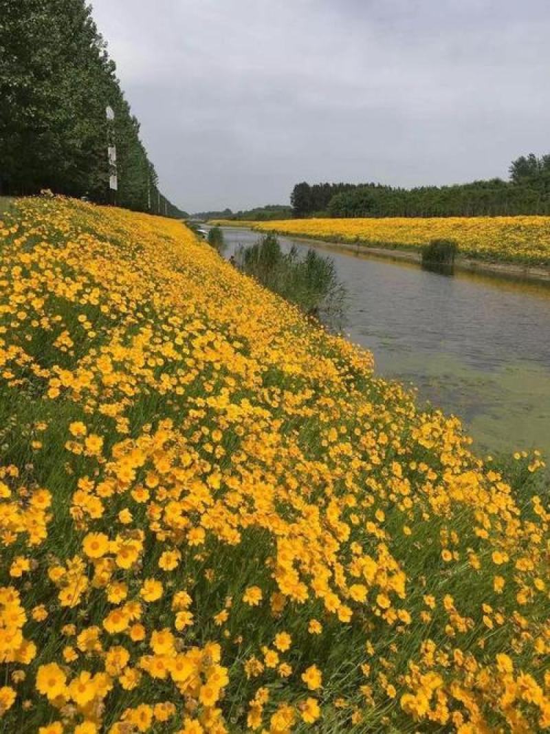 大花金鸡菊种子多年生宿根纯黄色菊花种籽四季播种亩用量5斤