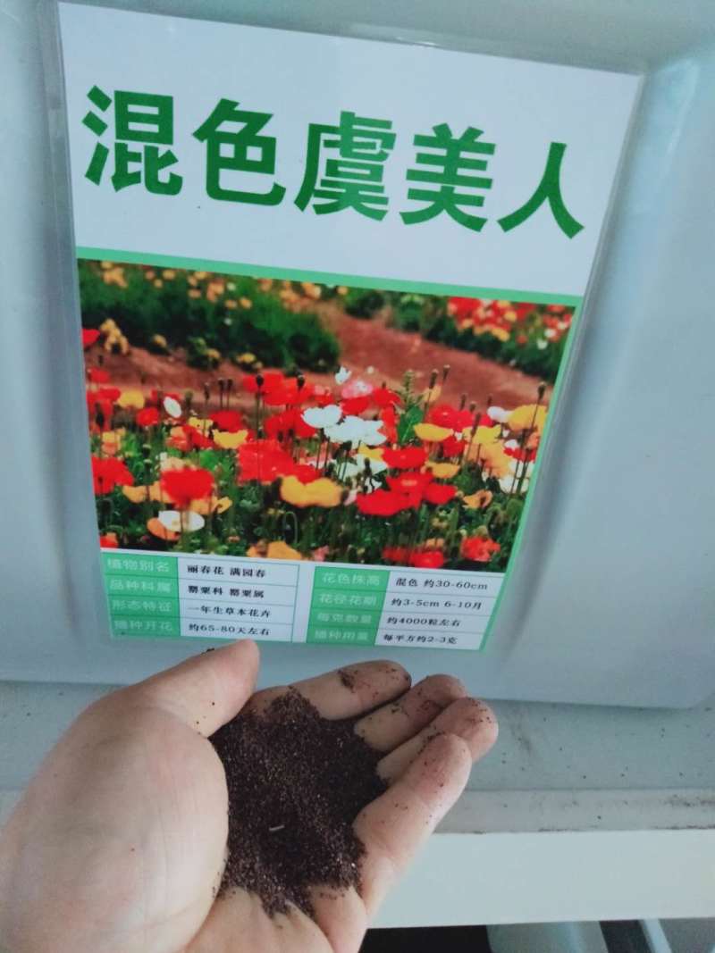 冰岛虞美人种子宿根多年生混色花种子亩用量3-4斤