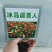 冰岛虞美人种子宿根多年生混色花种子亩用量3-4斤