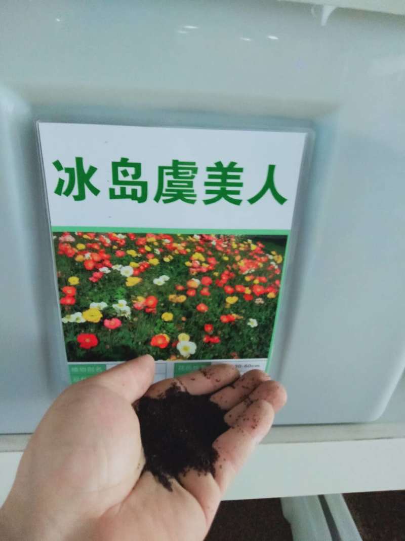 冰岛虞美人种子宿根多年生混色花种子亩用量3-4斤