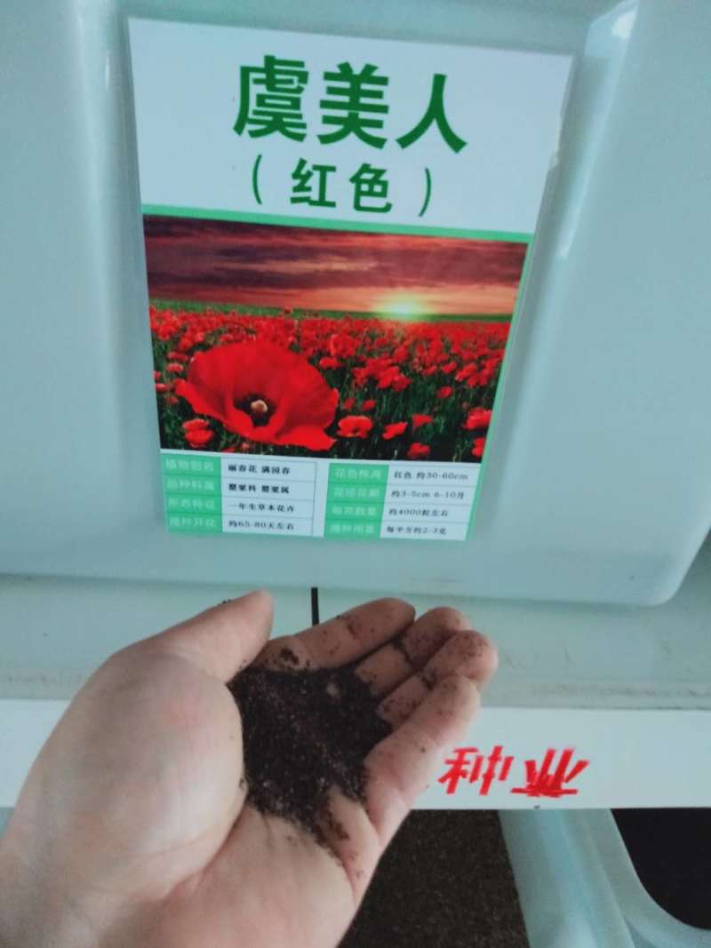 冰岛虞美人种子宿根多年生混色花种子亩用量3-4斤