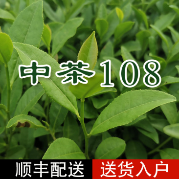 中茶108茶苗福建福安茶树苗绿茶春茶新茶苗圃茶苗批发