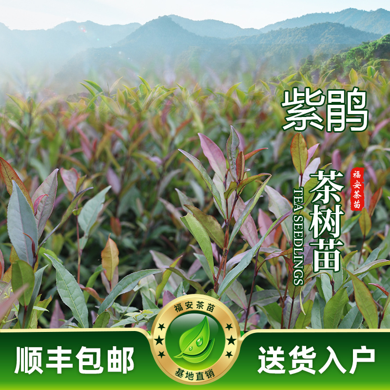 【全国批发】紫鹃茶苗一年生冬插苗福建福安茶树苗基地直销
