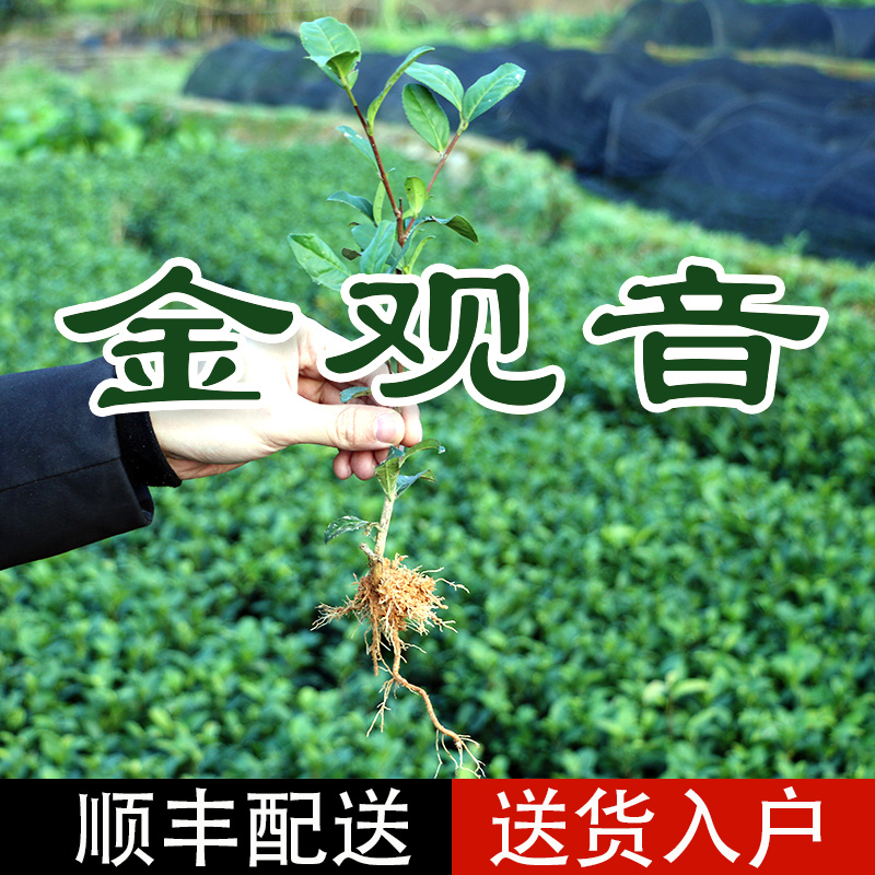 金观音茶苗种苗扦插苗茶全国直销