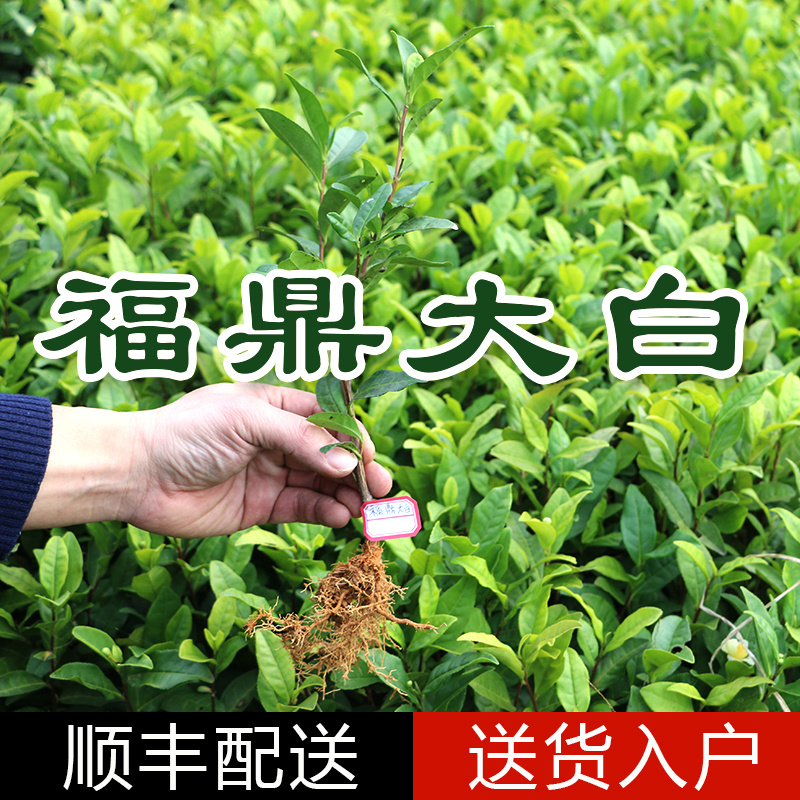 福鼎大白茶树苗福建福安茶树苗龙井苗早茶苗绿茶无性繁殖