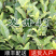 【顺丰包邮送货入户】龙井43茶苗福建福安茶树苗基地直销
