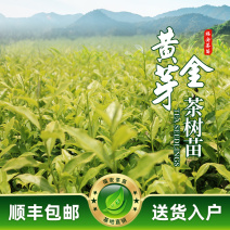黄金芽茶苗一年生冬插苗奶白茶浙农117福建福安茶苗直销
