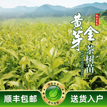 黄金芽茶苗一年生冬插苗奶白茶浙农117福建福安茶苗直销