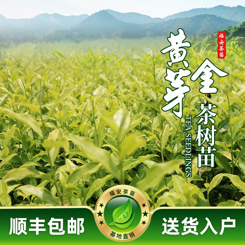 黄金芽茶苗一年生冬插苗奶白茶浙农117福建福安茶苗直销