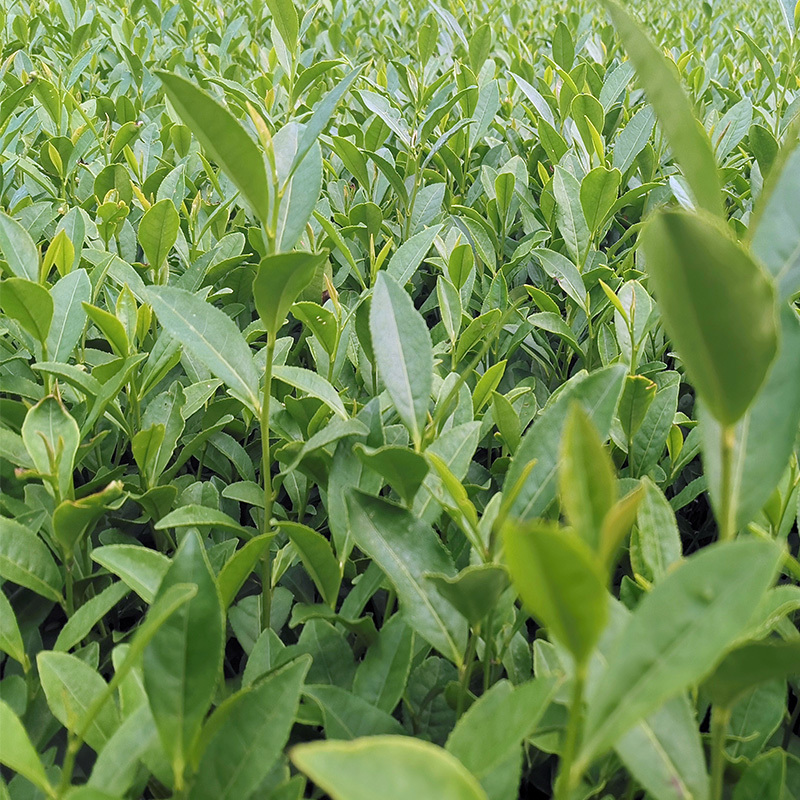 【顺丰包邮】中茶108茶树苗南方种植龙井苗早茶苗绿茶龙井