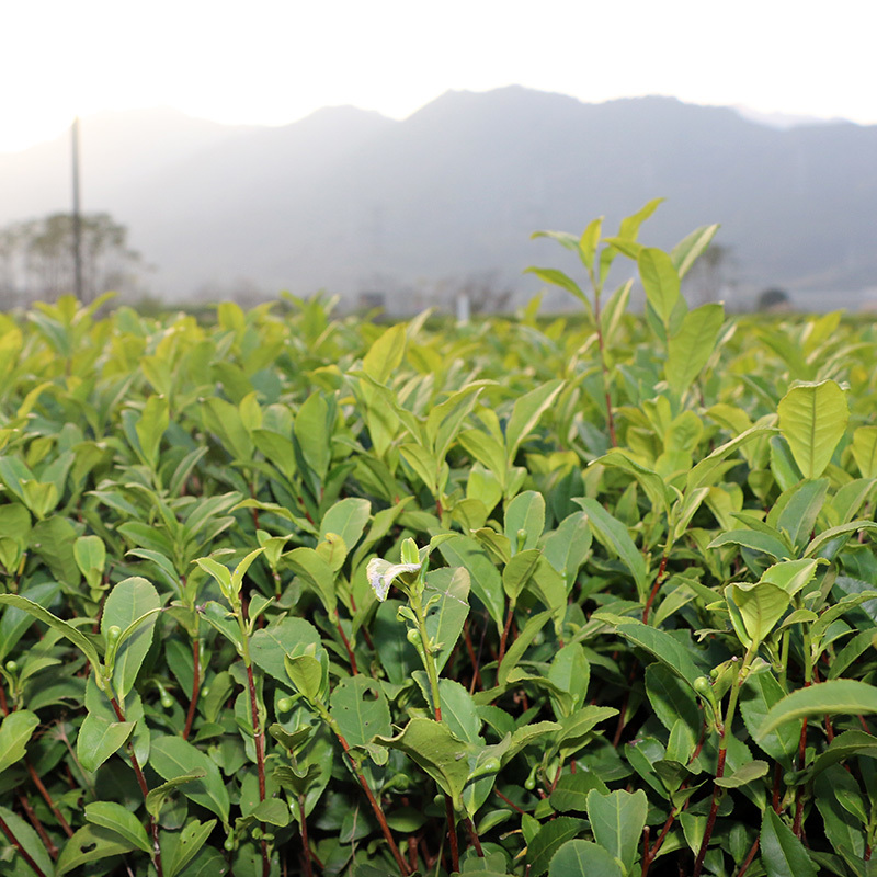 【顺丰包邮】中茶108茶树苗南方种植龙井苗早茶苗绿茶龙井