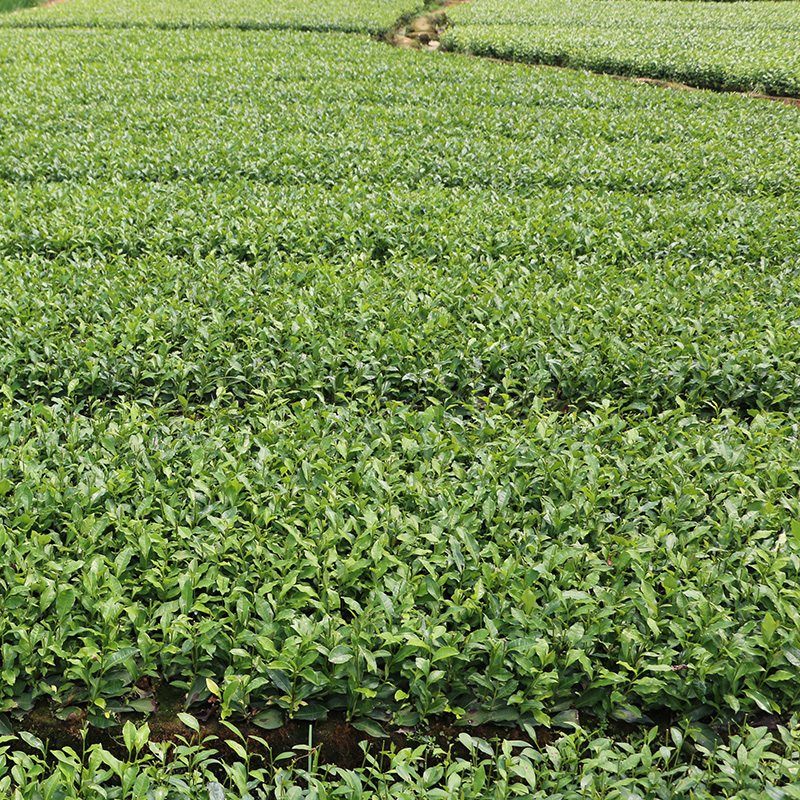 【顺丰包邮】中茶108茶树苗南方种植龙井苗早茶苗绿茶龙井