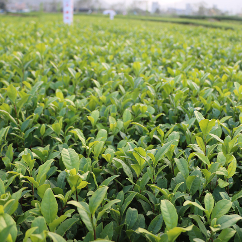 【顺丰包邮】中茶108茶树苗南方种植龙井苗早茶苗绿茶龙井