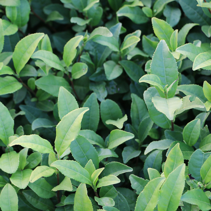 【顺丰包邮】中茶108茶树苗南方种植龙井苗早茶苗绿茶龙井