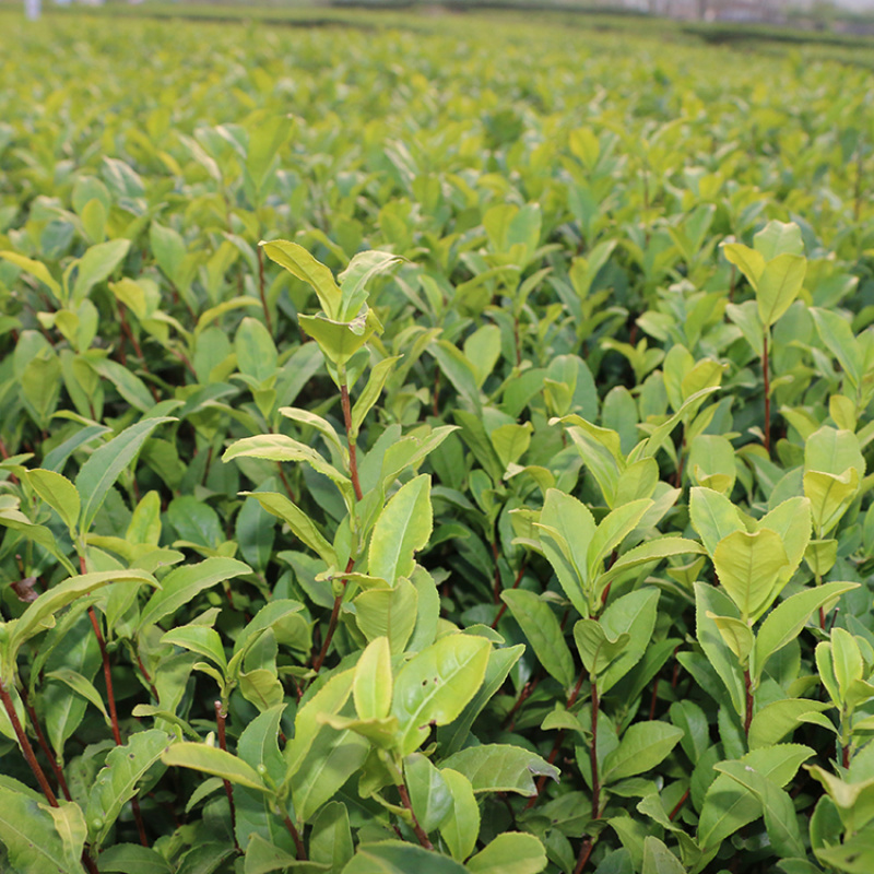 【顺丰包邮】中茶108茶树苗南方种植龙井苗早茶苗绿茶龙井