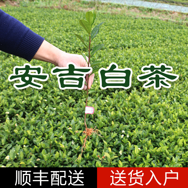 【全国批发】批发安吉白茶茶苗福建福安茶树苗一年生扦插繁殖