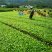 【全国批发】批发安吉白茶茶苗福建福安茶树苗一年生扦插繁殖