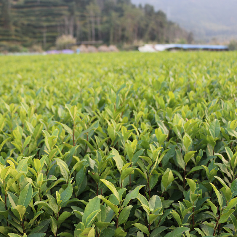 【全国批发】批发安吉白茶茶苗福建福安茶树苗一年生扦插繁殖