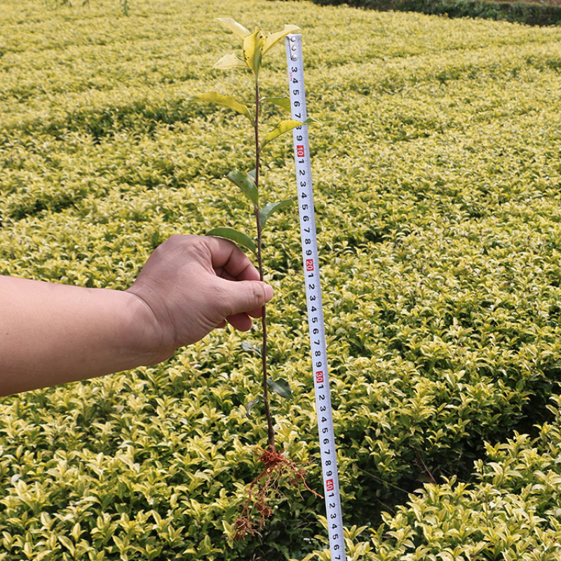 【全国批发】黄金芽茶苗黄茶中茶108金牡丹基地直销