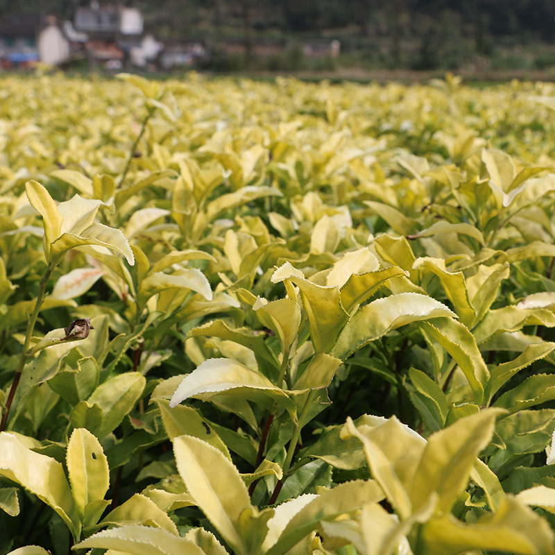 【全国批发】黄金芽茶苗黄茶中茶108金牡丹基地直销