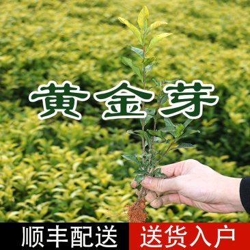 【全国批发】黄金芽茶苗黄茶中茶108金牡丹基地直销