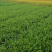 【顺丰包邮】福鼎大白茶树苗龙井苗早茶苗绿茶龙井茶