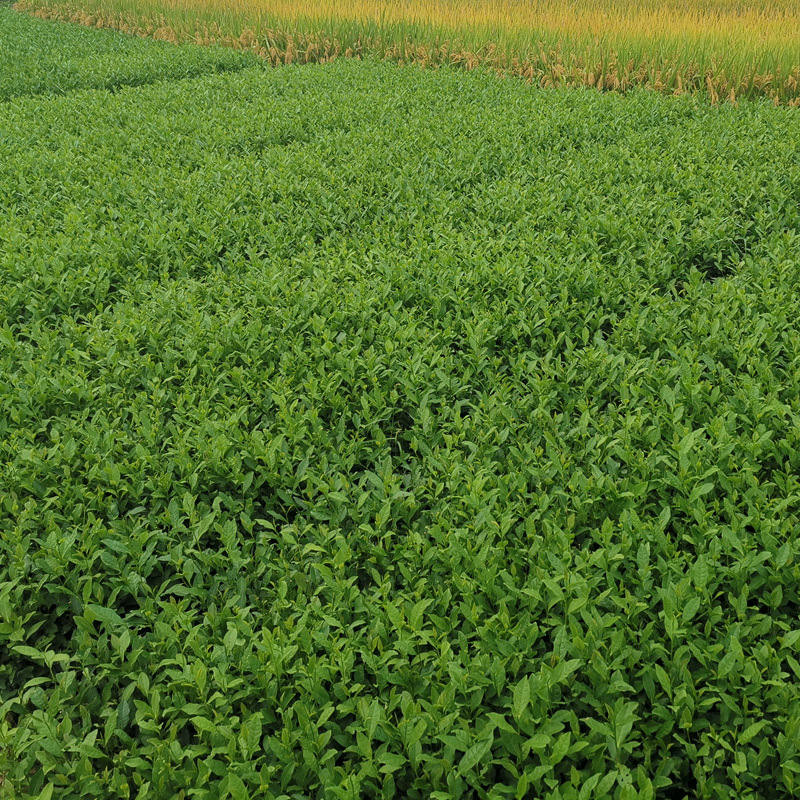 【顺丰包邮】福鼎大白茶树苗龙井苗早茶苗绿茶龙井茶