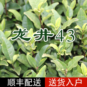 龙井43号茶树苗南方种植龙井苗早茶苗观音绿茶福建苗圃直