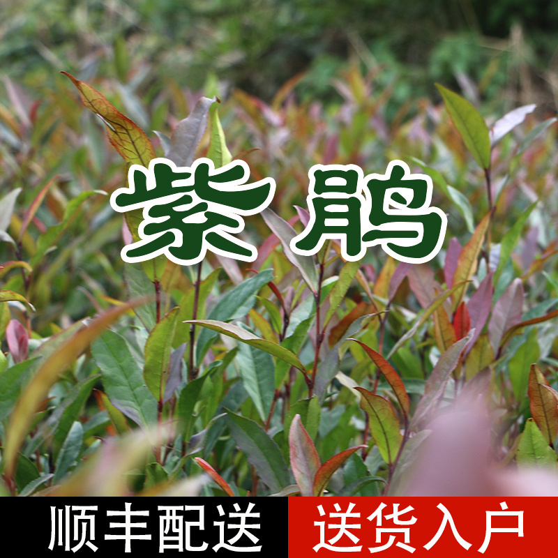 2020紫鹃茶苗种一年生茶树苗绿茶春茶新茶苗圃批发