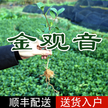 金观音茶苗种苗扦插苗茶绿茶植株1000全国直销顺丰包邮