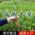 福鼎大毫茶树苗福建福安茶苗绿茶白茶厂家直销