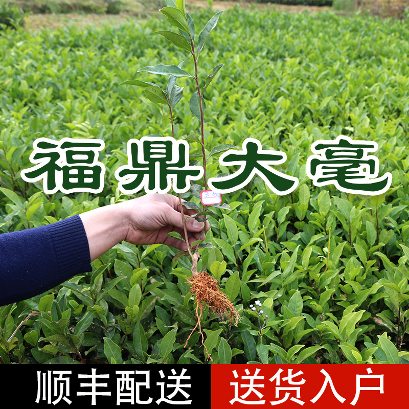 福鼎大毫茶树苗福建福安茶苗绿茶白茶厂家直销