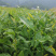 福鼎大毫茶树苗福建福安茶苗绿茶白茶厂家直销